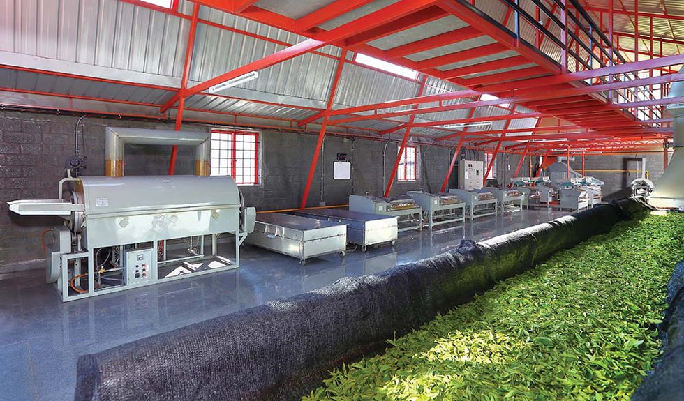 Tea industry insight