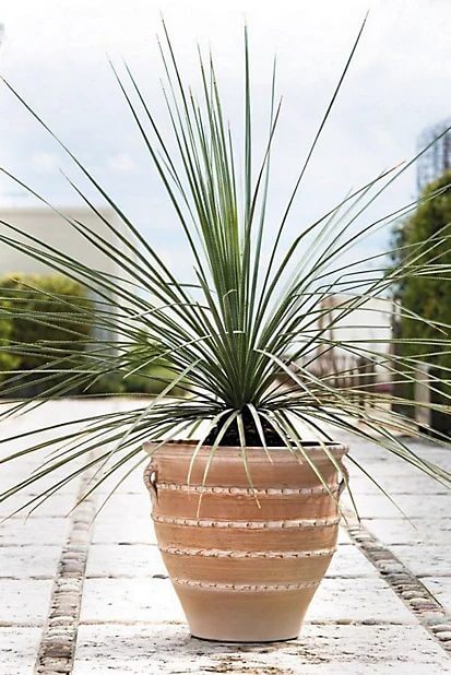 Terra Cotta Planters Wholesale industry insight