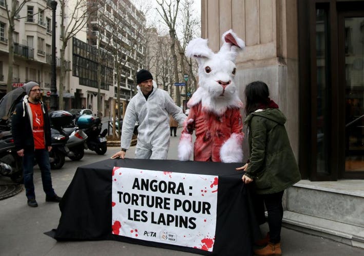 The Angora Industry