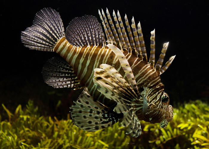 The Finest Aquatic and Companion Animal Wholesale Supplier ...