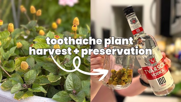 Toothache Plant Extract industry insight