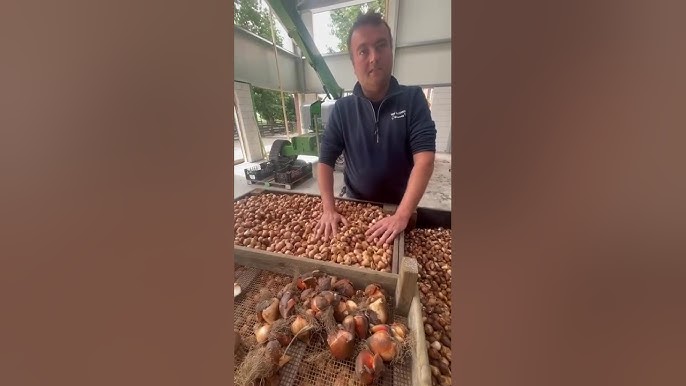 Tulip Bulbs Bulk industry insight