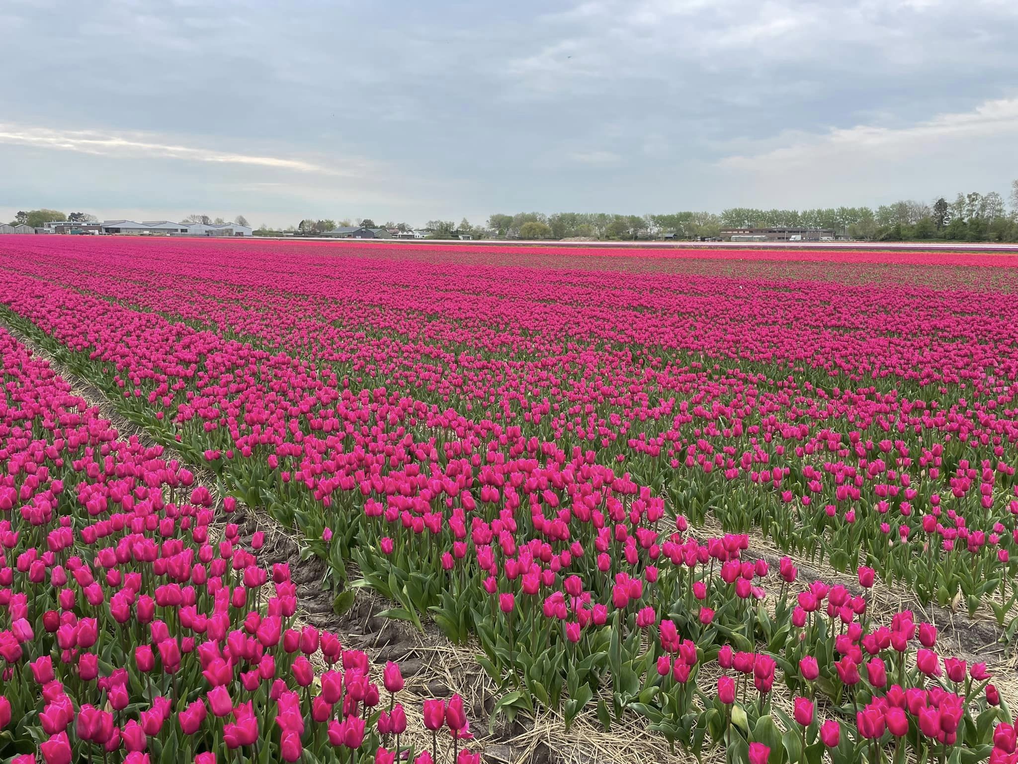 Tulip Bulbs Bulk industry insight