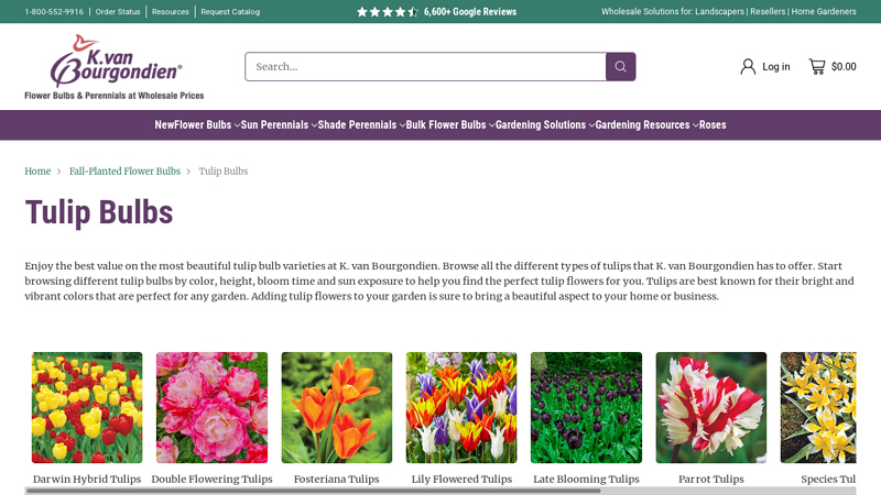 Tulip Bulbs for Sale: Shop Premium Tulips