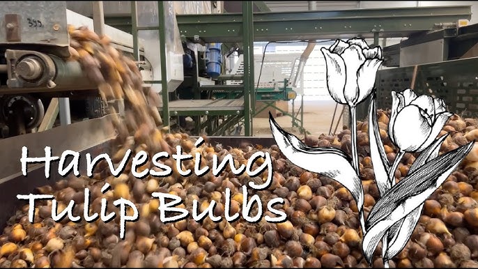Tulip Bulbs In Bulk industry insight