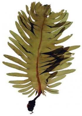 Undaria Seaweed New Zealand