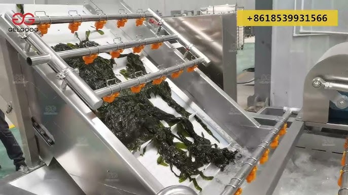 Undaria Wakame industry insight