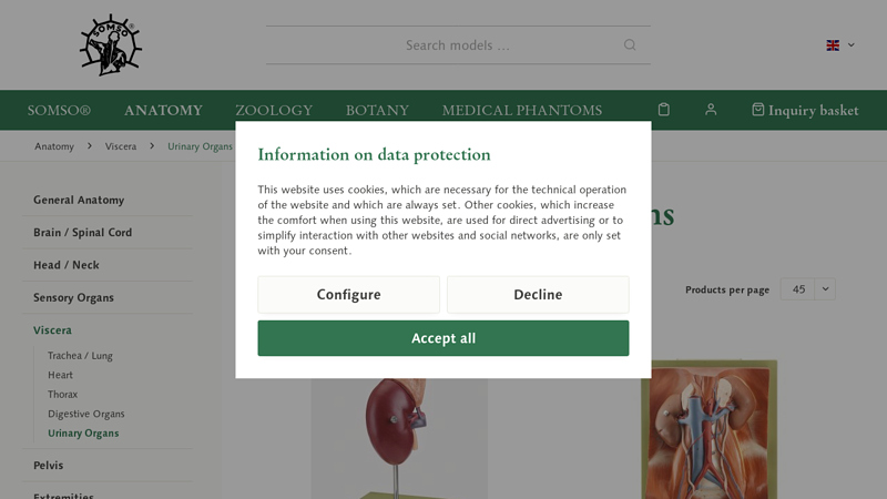 Urinary Organs › Anatomy models