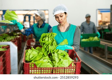 Vegetable Wholesale Market industry insight