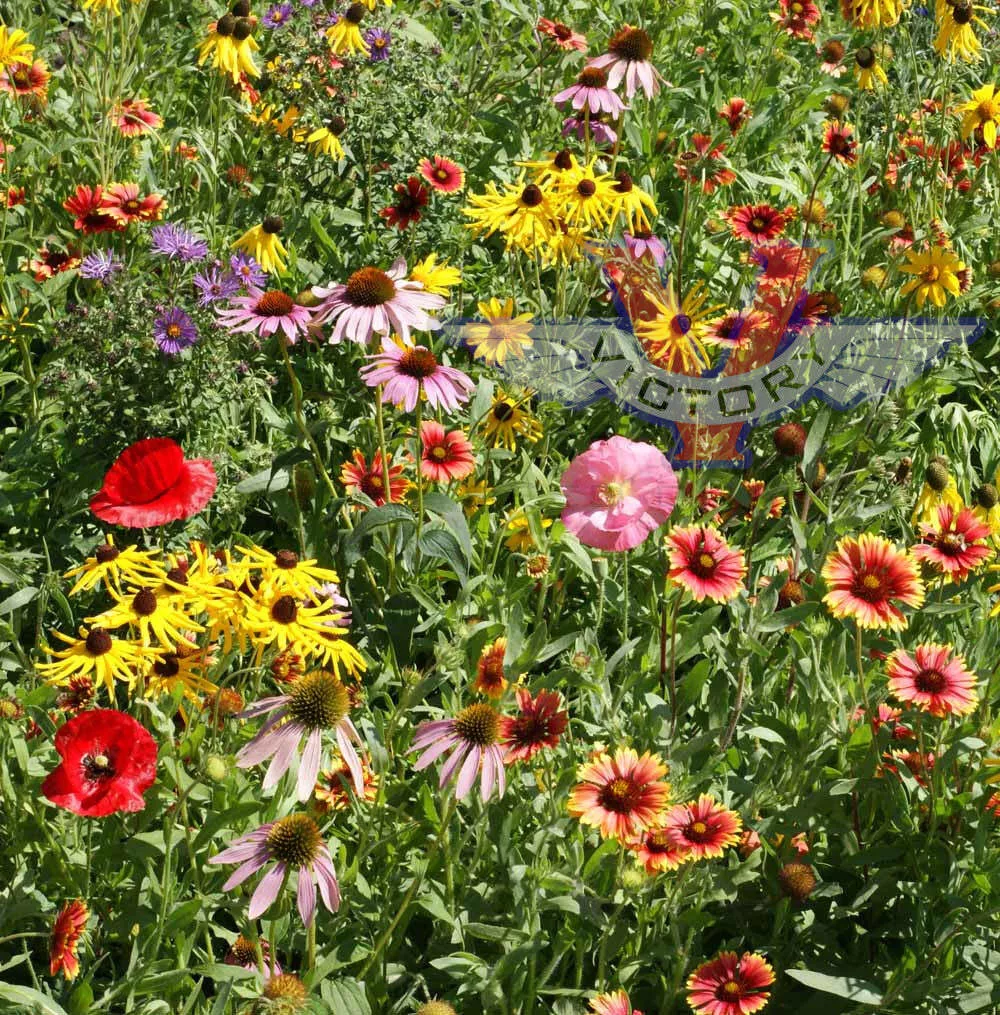 Victory Seed Company