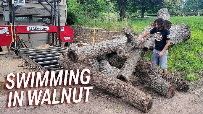 Walnut Tree Wood industry insight