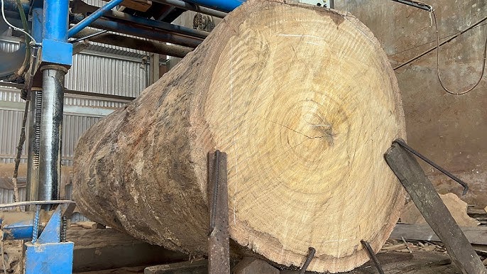 Walnut Tree Wood industry insight