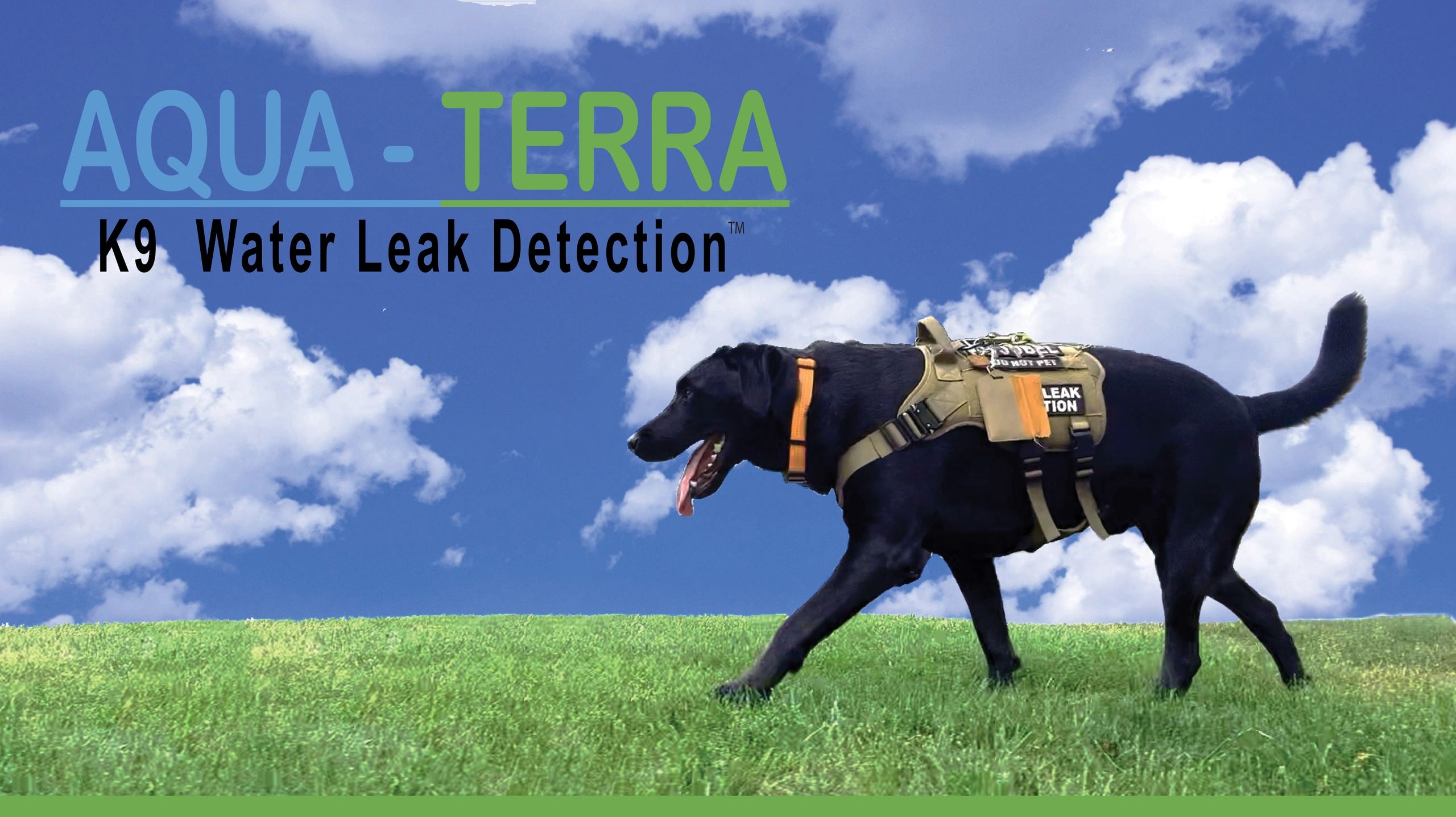 Water Leak Detection Dogs