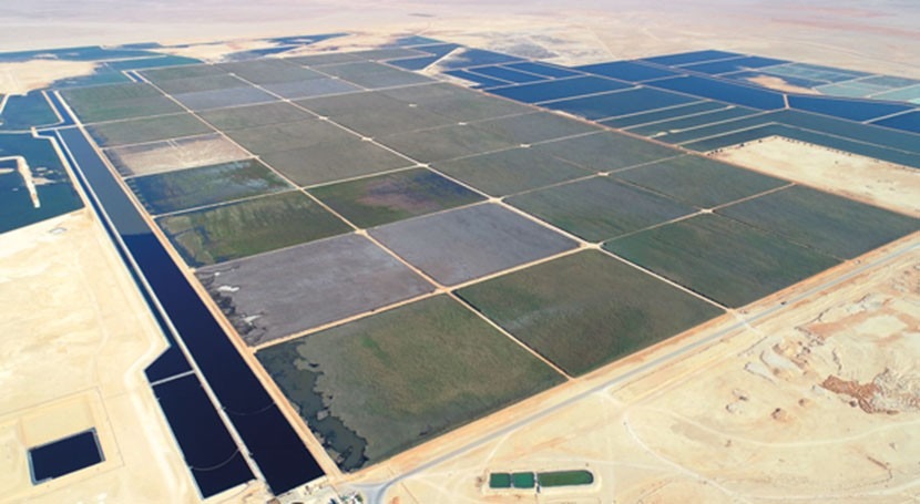 Water Reed industry insight