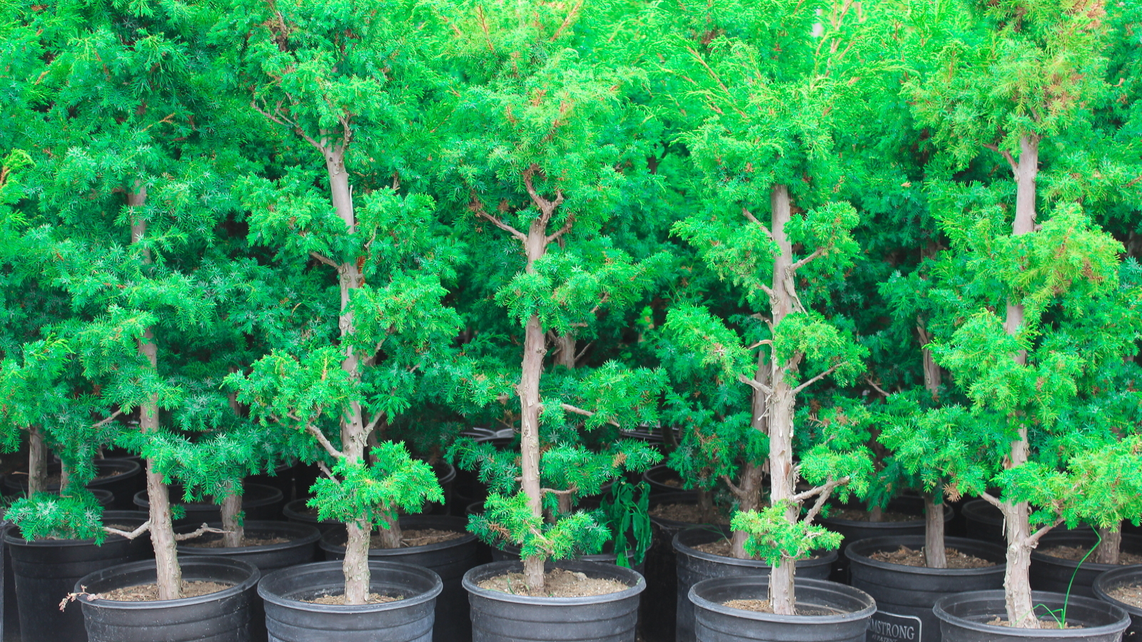 Where to find Bonsai trees for sale