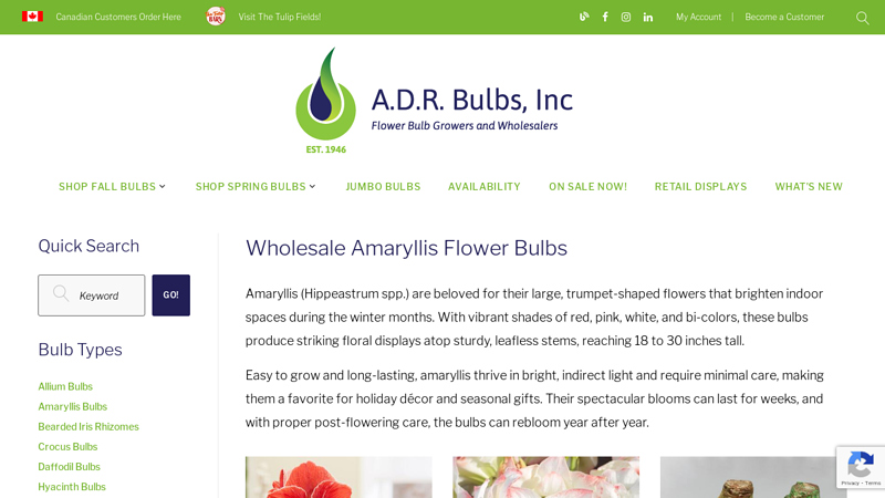 Wholesale Amaryllis Bulbs