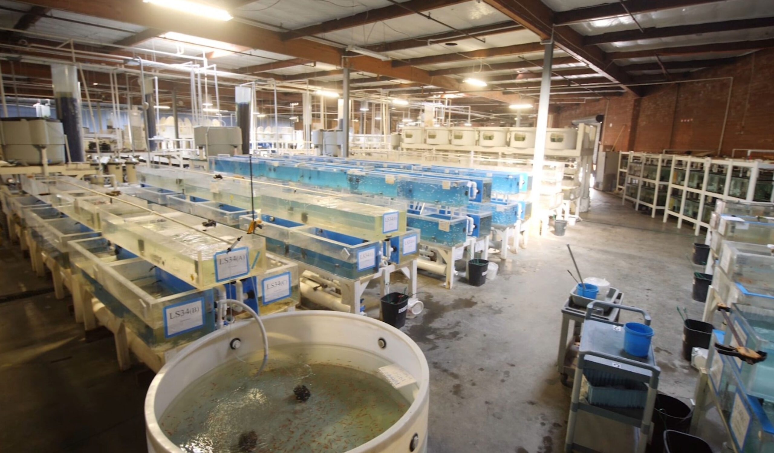 Wholesale Aquarium Fish industry insight