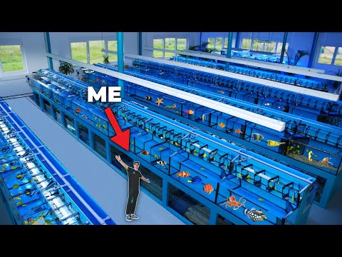 Wholesale Aquarium Fish industry insight