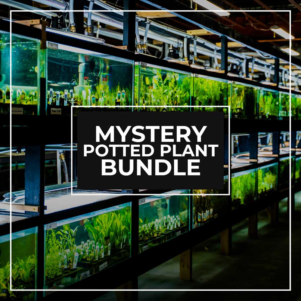 Wholesale Aquarium Plants industry insight