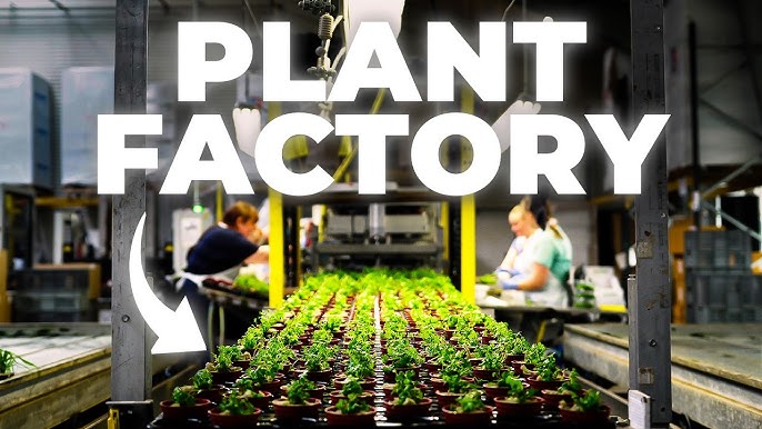 Wholesale Aquarium Plants industry insight