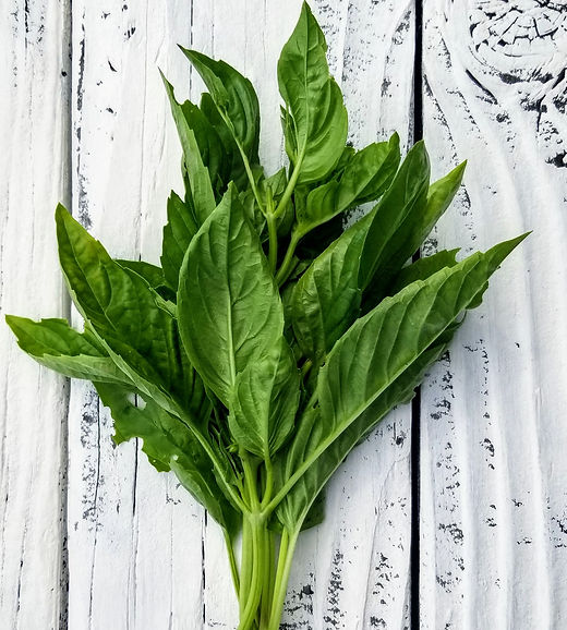 Wholesale Basil tops