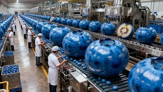 Wholesale Blueberry industry insight