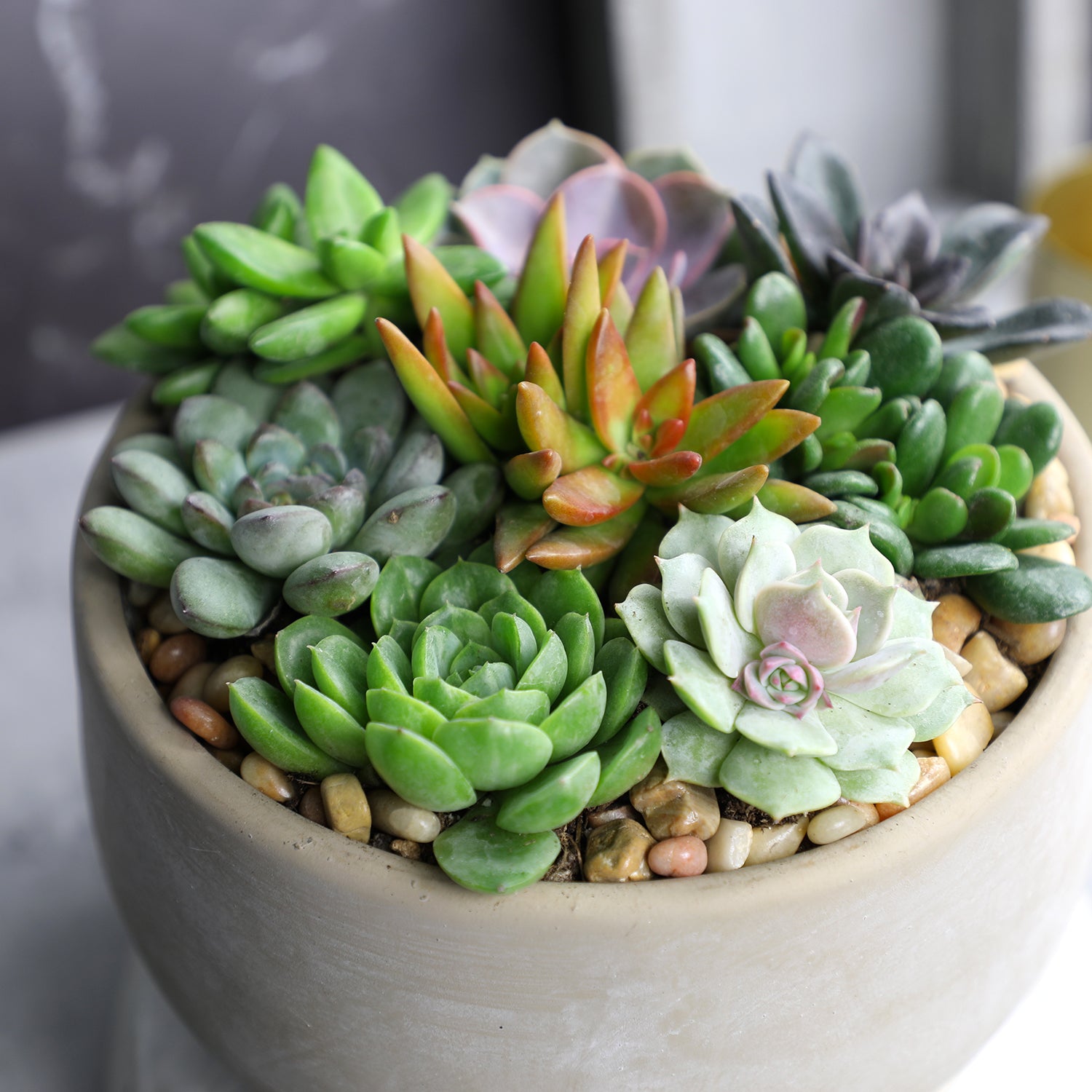 Wholesale Bulk Succulent Plants For Sale