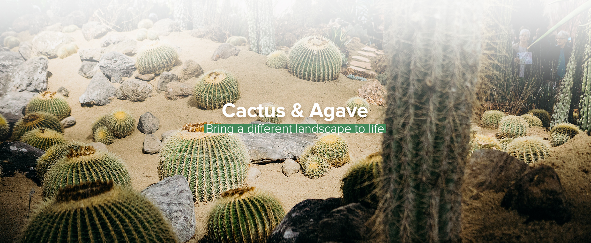 Wholesale Cactus Plants industry insight