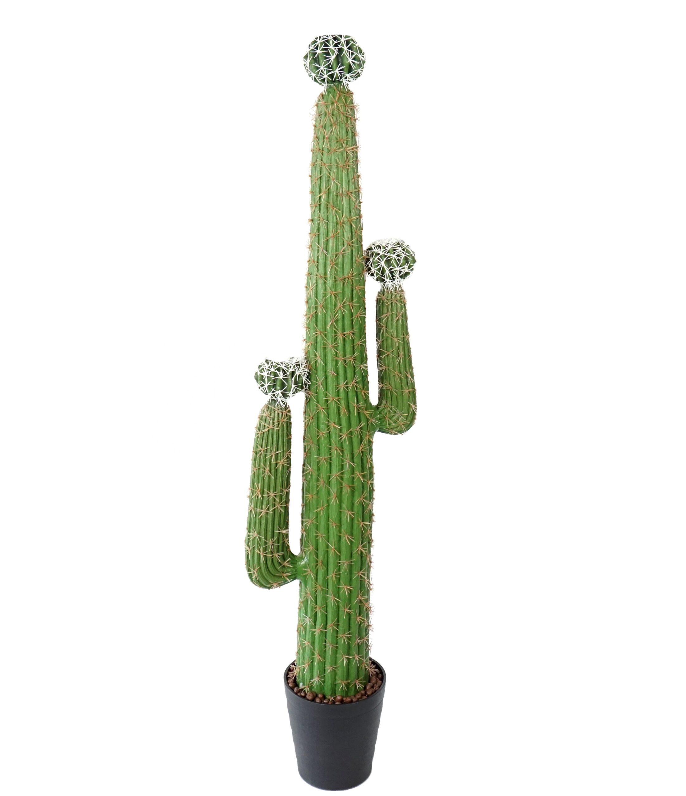 Wholesale Cactus Plants industry insight