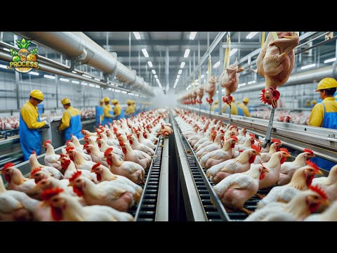 Wholesale Chicken Distributors industry insight