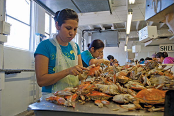 Wholesale Crab industry insight