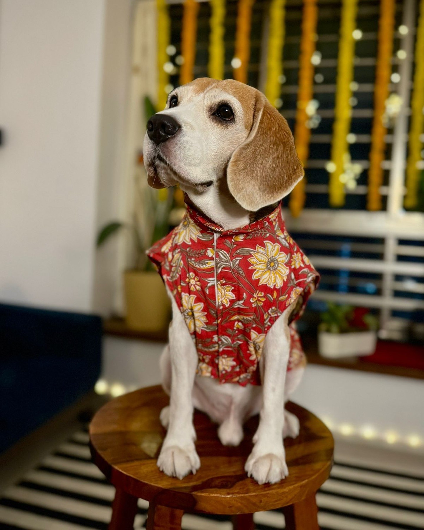 Wholesale Dog Clothes Manufacturers & Suppliers