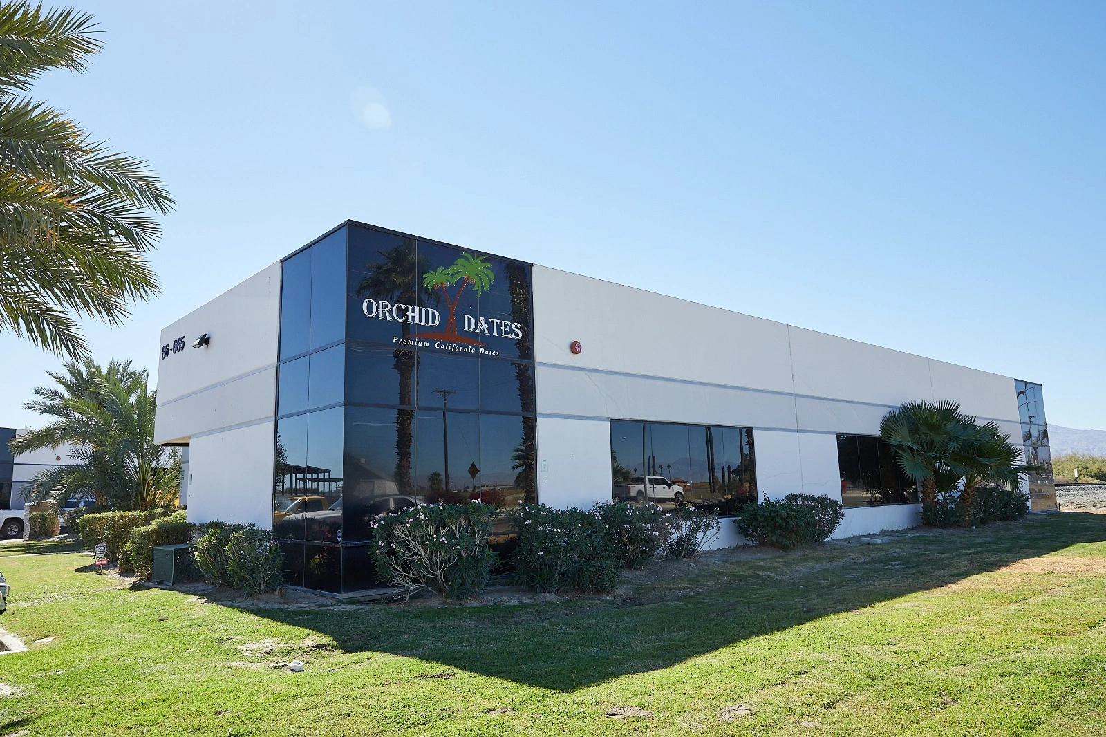 Wholesale Dried Dates