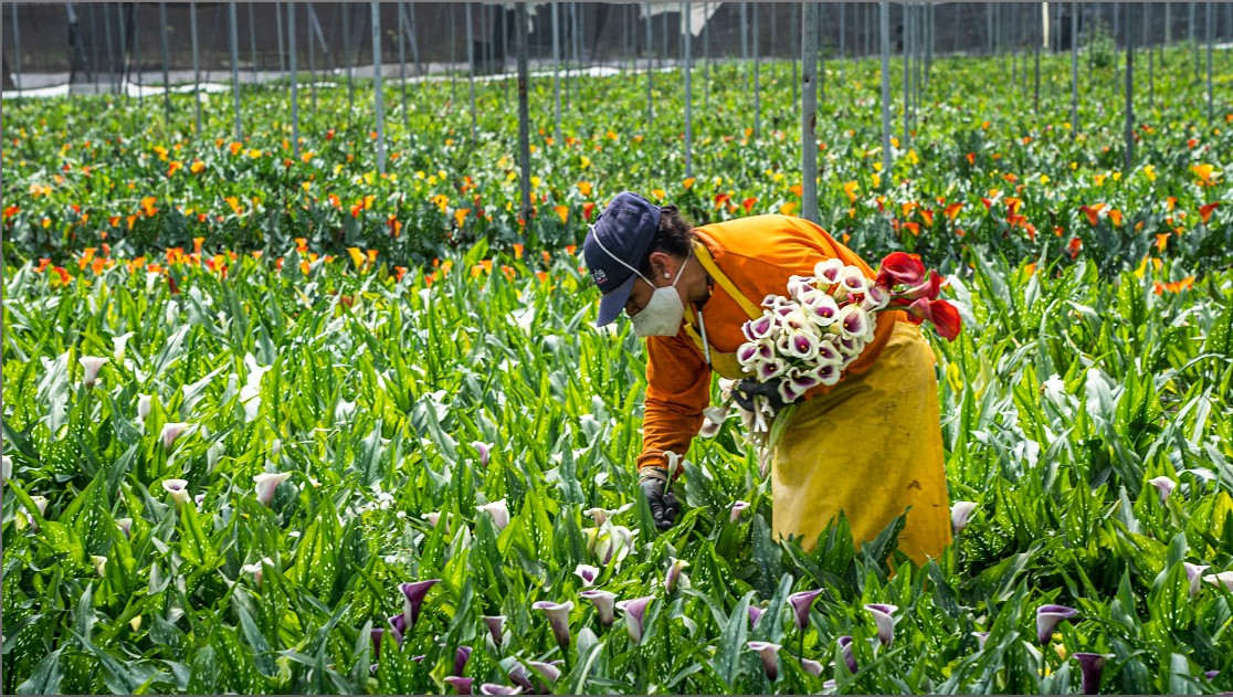 Wholesale Flower Seeds industry insight