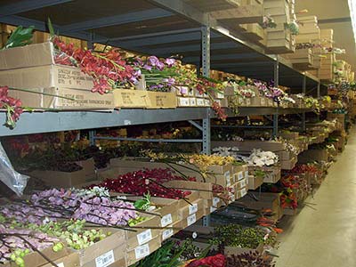 Wholesale Flowers & Floral Supplies