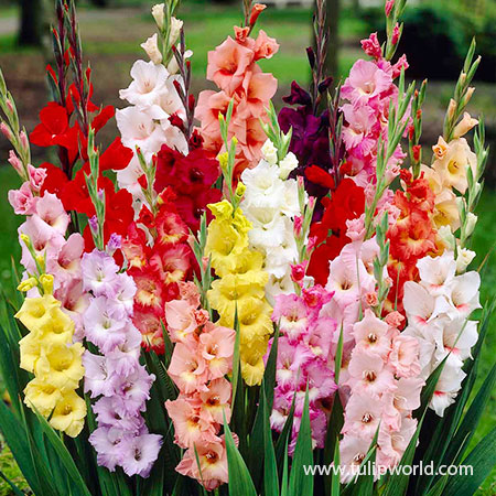 Wholesale Gladiolus Bulbs