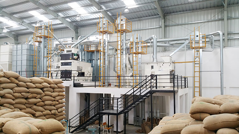 Wholesale Green Coffee Beans industry insight