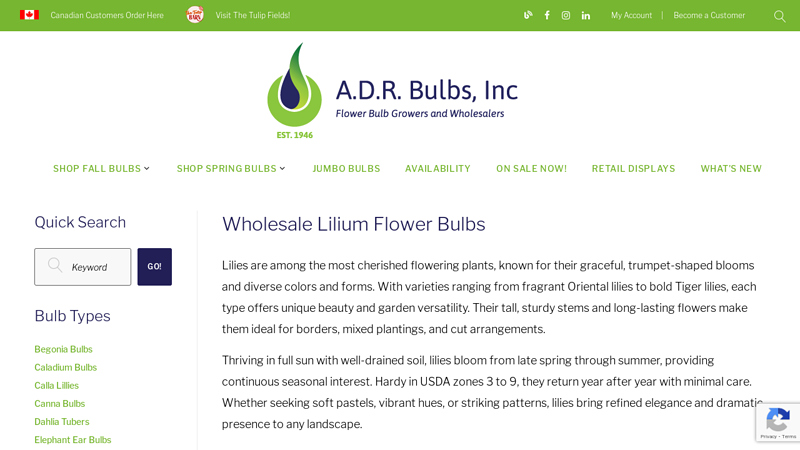 Wholesale Lily Bulbs
