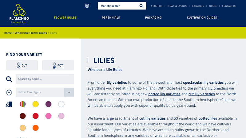 Wholesale Lily Bulbs