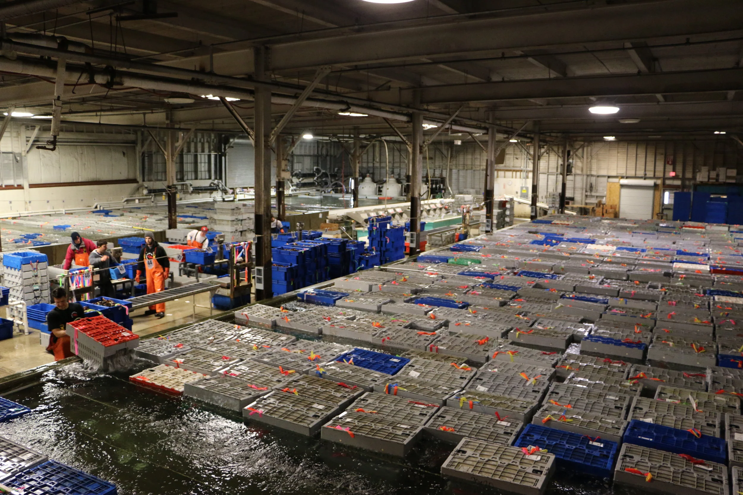 Wholesale Lobster industry insight