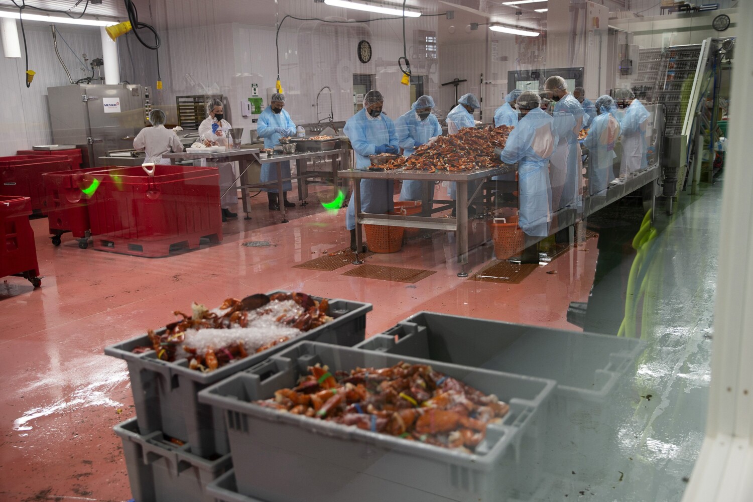 Wholesale Lobster industry insight