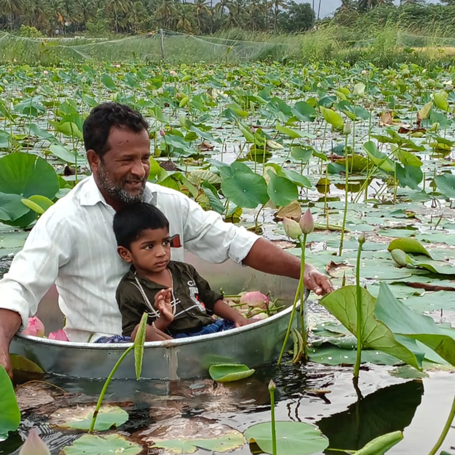 Wholesale Lotus Flower industry insight