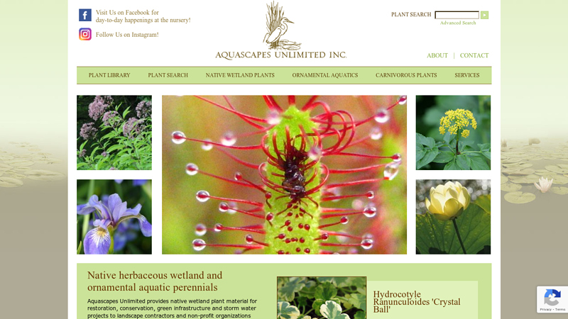 Wholesale Native Wetland Plants