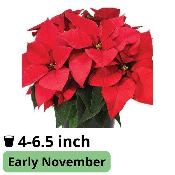 Wholesale Poinsettia Rooted Plug Liners