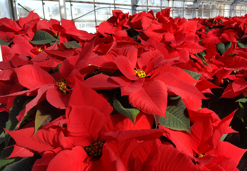 Wholesale Poinsettias industry insight