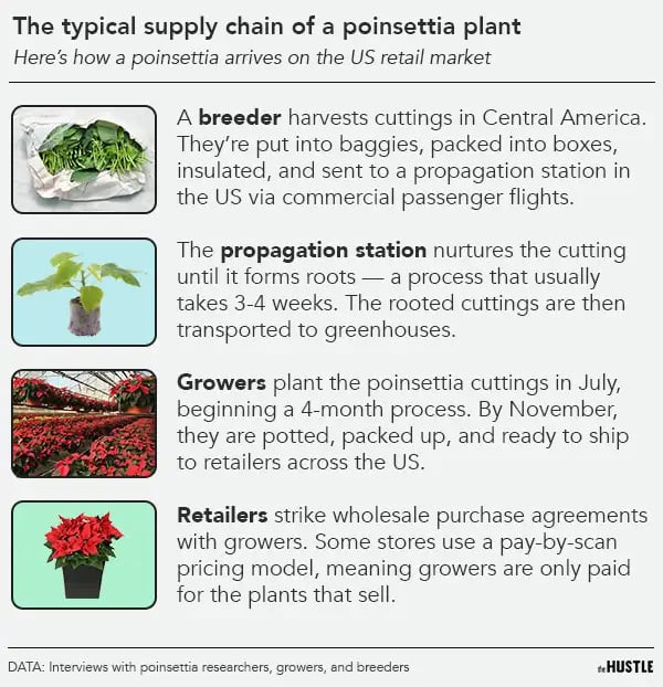 Wholesale Poinsettias industry insight