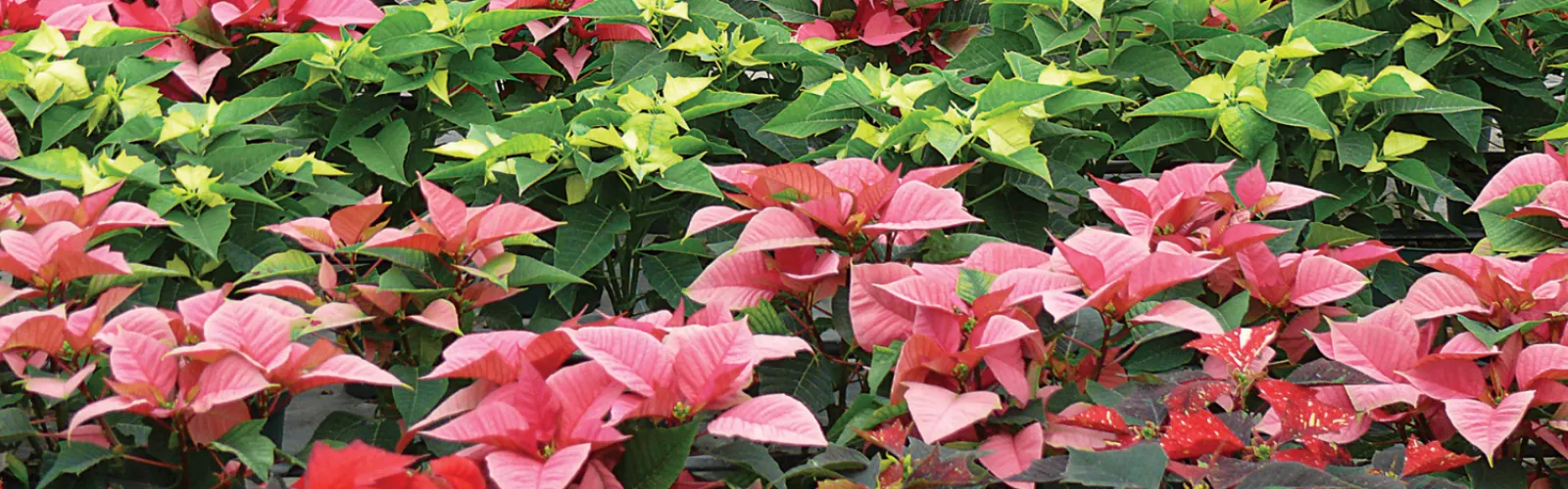 Wholesale Poinsettias industry insight