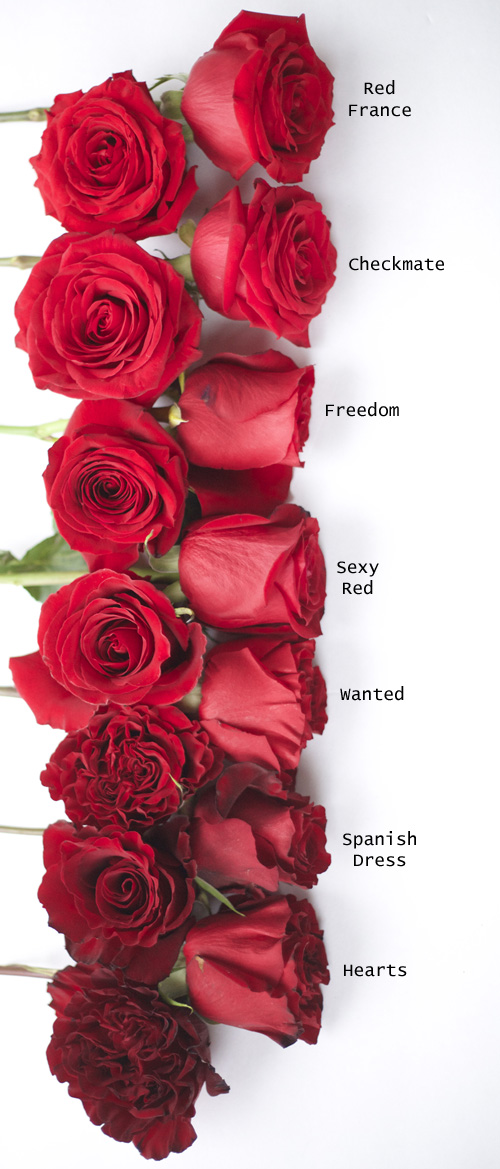 Wholesale Red Roses industry insight