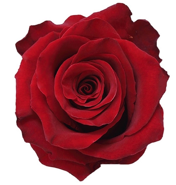 Wholesale Red Roses industry insight