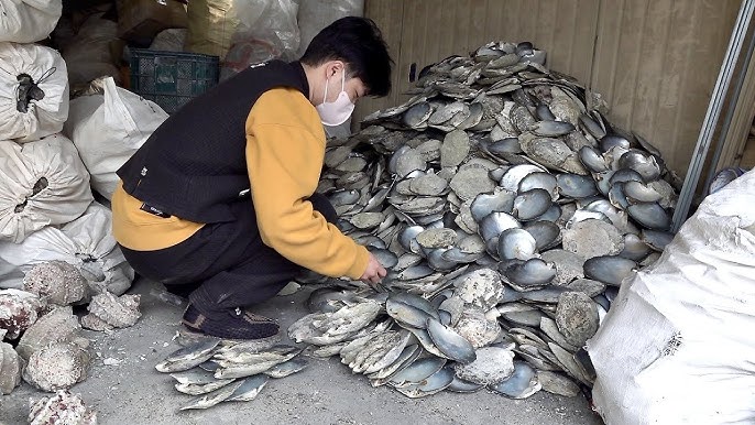 Wholesale Seashells industry insight